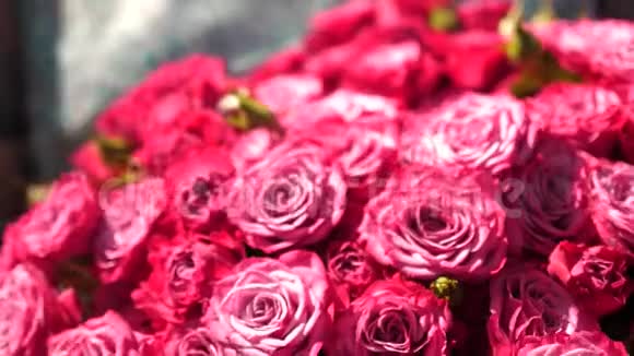 一束美丽的红玫瑰特写镜头一个女人手里拿着一份来自心爱男人的美丽玫瑰礼物视频的预览图