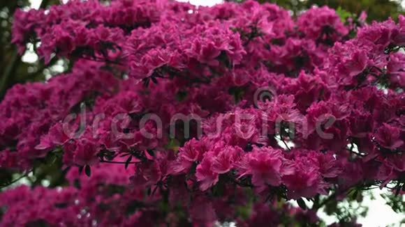 树枝或许多粉红色的花在风中摇摆蜜蜂给植物授粉视频的预览图