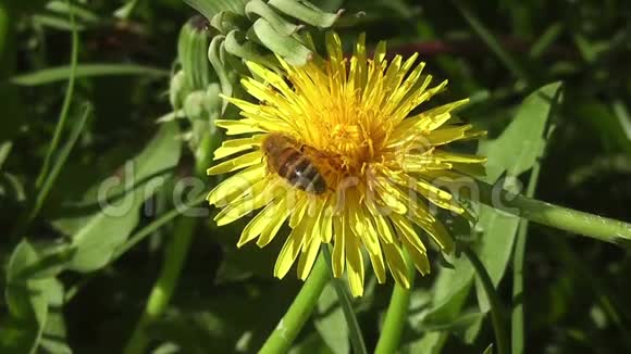 蒲公英码头录像里的蜜蜂视频的预览图