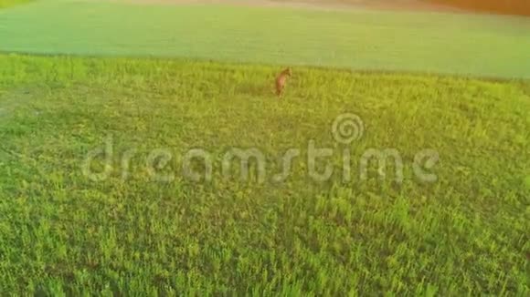两匹棕色的马在广阔的绿色田野里吃草空中旋转和环视4K视频的预览图