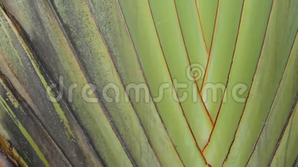 大的棕榈树叶有纹理的大棕榈树绿色热带植物视频的预览图