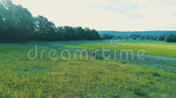空中拍摄的一头小牛或一头小牛站在乡间绿草如茵的田野上4K视频的预览图