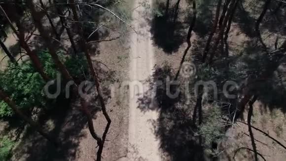 高角针叶林和一条尘土飞扬的长路4k视频的预览图