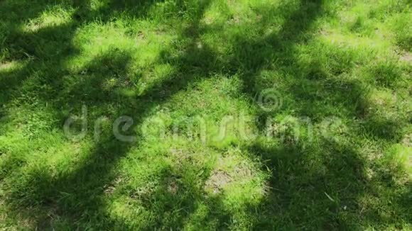 在阳光明媚的春天草坪上有绿草和树影绿色的自然背景视频的预览图