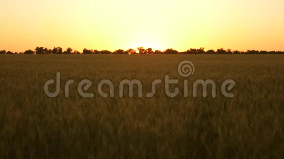 谷物收获在夏天成熟农业经营的概念有机小麦成熟麦地对抗视频的预览图