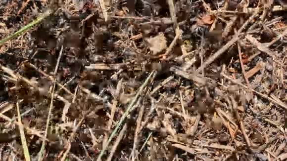 森林蚂蚁视频的预览图