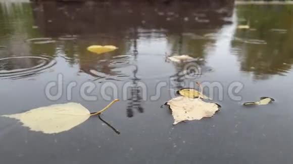 秋天的一天雨滴掉进水坑里视频的预览图