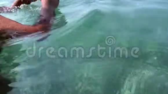 小鱼在岸边游泳视频的预览图