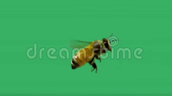 绿色背景下的特写蜜蜂视频的预览图