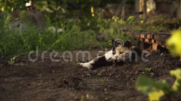 可爱的多色小猫躺在花园的地面上在夕阳的灯光下视频的预览图