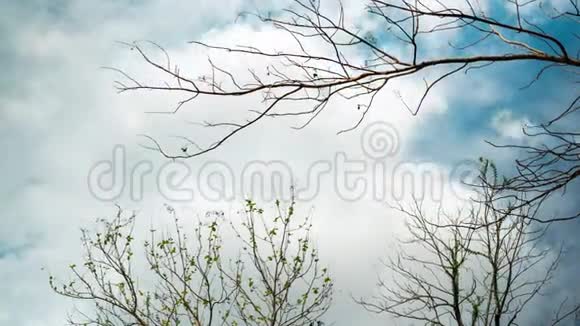 夏天天空中的云在干燥的森林树枝上移动视频的预览图