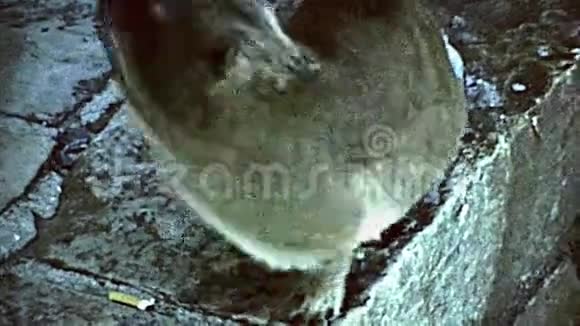 开普敦桌山岩石海拉克斯视频的预览图