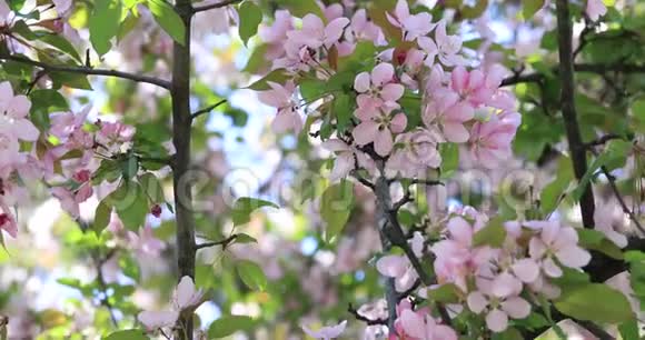 视频w苹果树花开春天在树上开花春天的树开着粉红色和红色花瓣的花视频的预览图
