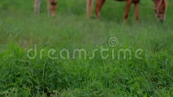 小马驹和妈妈在田里吃草吃青草视频的预览图