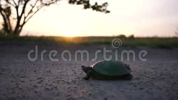 太阳落山时一只有趣的乌龟在乡间小路上缓慢地爬行视频的预览图