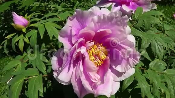 夏天花园里开着一朵粉红色的杜鹃花牡丹4k电影视频的预览图