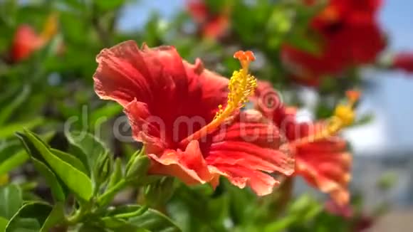 美丽的红花映衬着热带灌木的鲜绿叶子热带岛屿上温暖的晴天特写视频的预览图