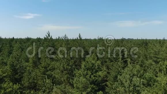 晴天大片针叶林的空中镜头4k视频的预览图