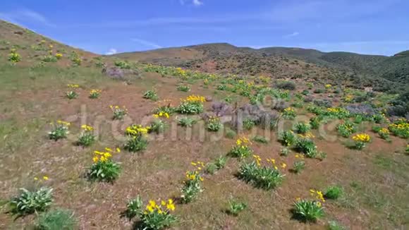 飞过黄色的野花的田野视频的预览图