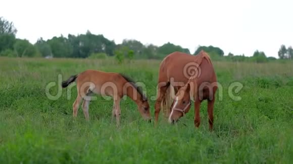 小马驹和妈妈在田里吃草吃青草视频的预览图