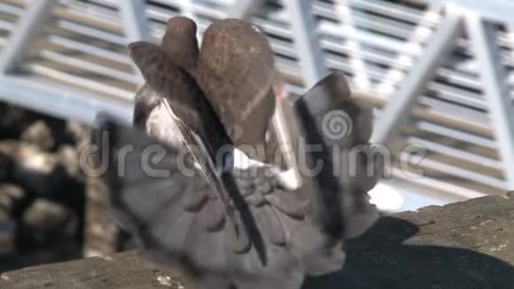 码头上的鸽子视频的预览图