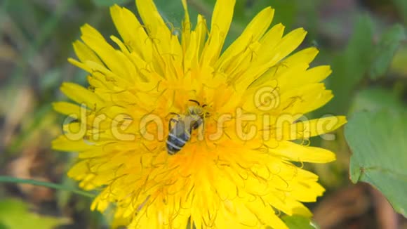一只蜜蜂在蒲公英上收集花粉视频的预览图