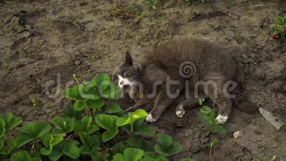 可爱的灰猫躺在花园的地面上在夕阳的灯光下视频的预览图