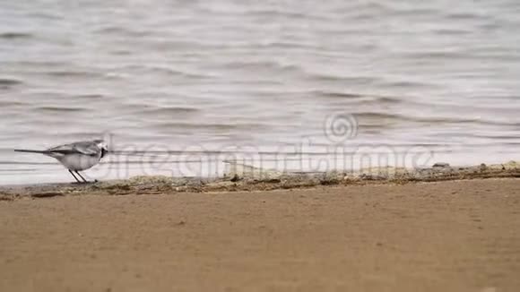 这只白色的摇尾鸟沿着水边的沙岸散步鸟寻找食物并吃掉它视频的预览图