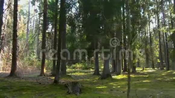 野松林下绿苔视频的预览图
