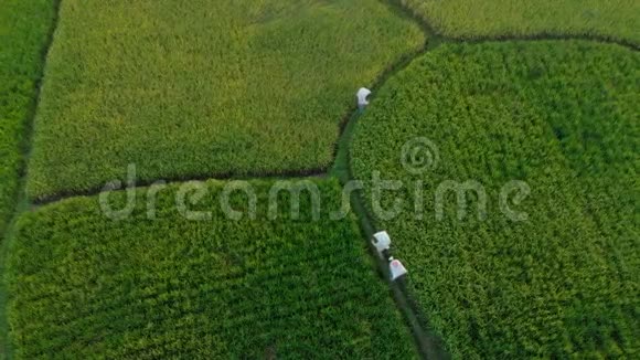 空中拍摄农民携带袋大米通过一个美丽的稻田大米脱粒前往巴厘概念视频的预览图