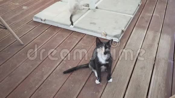 两只猫在木板瓷砖地板上视频的预览图
