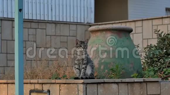 野猫坐在街边的石墙上视频的预览图