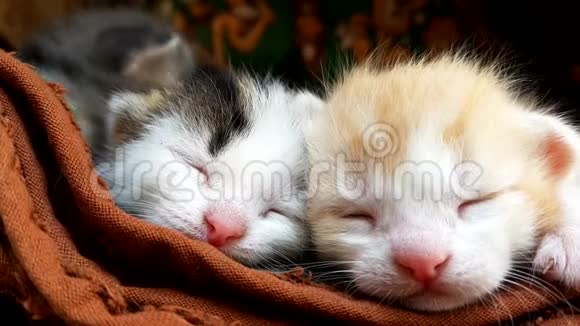 两只可爱的小猫正在睡觉特写着脸视频的预览图