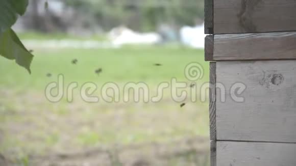 蜜蜂会飞的蜜蜂蜜蜂从蜂巢里飞来蜜蜂离得很近蜜蜂爬过水龙头视频的预览图