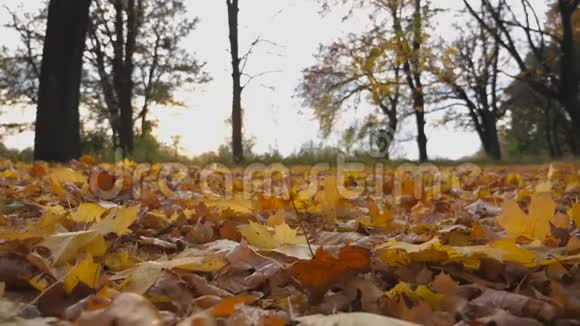 在空林中枯黄的秋叶落在地上公园的草坪上长满了落叶视频的预览图