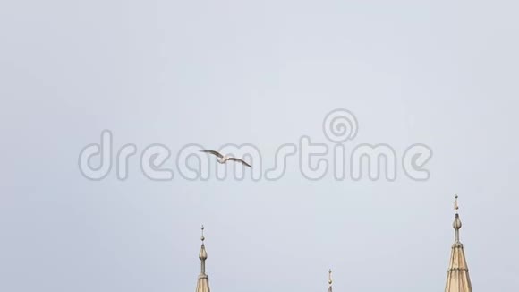 星期三威尼斯建筑上空的白鸟视频的预览图