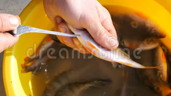 男人他的手在黄色的背景下割下刚钓到的鱼的肚子从里面取出鱼子酱视频的预览图