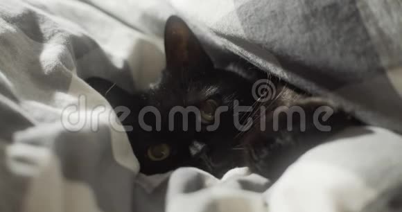 黑猫蜷缩在床上的毯子里视频的预览图