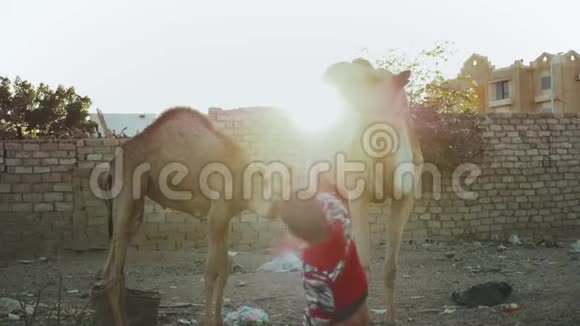 2名阿拉伯儿童在达哈布的院子里玩骆驼慢动作埃及西奈4k视频的预览图