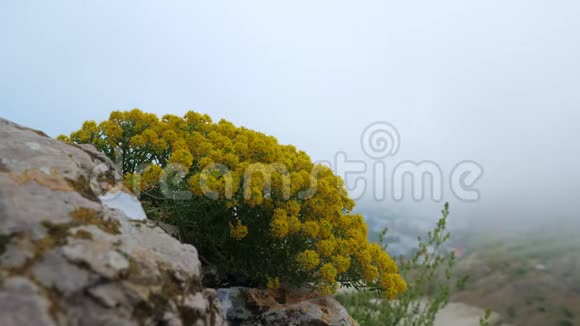 艾利萨姆植物生长在岩石坡上视频的预览图