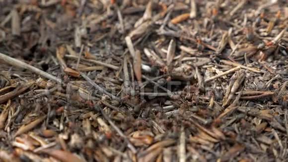 红木蚁在巢上活动春天有红木蚁的花盘视频的预览图
