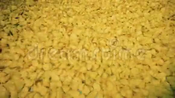 黄屑在食品厂煮熟在一个长输送机上移动视频的预览图