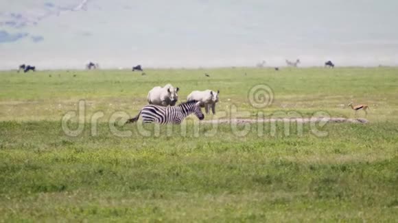 斑马羚羊和白犀牛在非洲草原上的牧场在炎热的日子视频的预览图