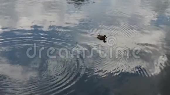 一只孤独的灰色鸭子在湖边游泳视频的预览图