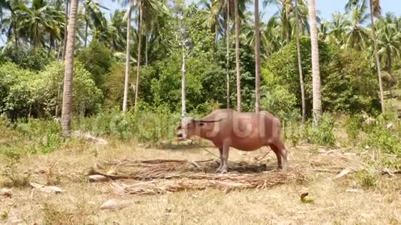 绿植被中的白化水牛绿油油的大型养牛场典型的椰棕景观视频的预览图