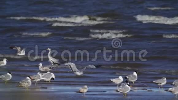 慢动作灰鹭和一群海鸥正站在浅水中苍鹭飞走了但风把它吹到一边视频的预览图