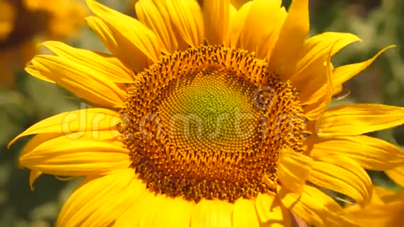 黄色盛开的向日葵特写一朵向日葵在风中摇曳美丽的田野夏天有向日葵A视频的预览图