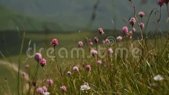 在群山和高原的背景下在山坡上拍摄了紫色的花朵在远足视频的预览图