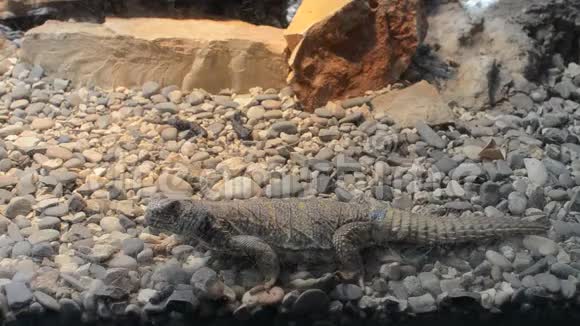 罗马意大利2019年7月巨大的蜥蜴在水族馆视频的预览图