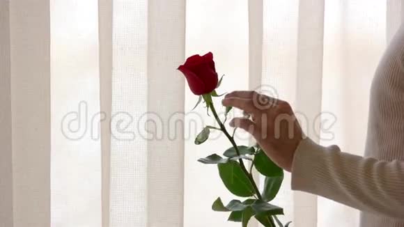 手的人和玫瑰视频的预览图